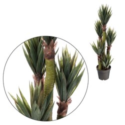 Aloes - drzewko 125 cm